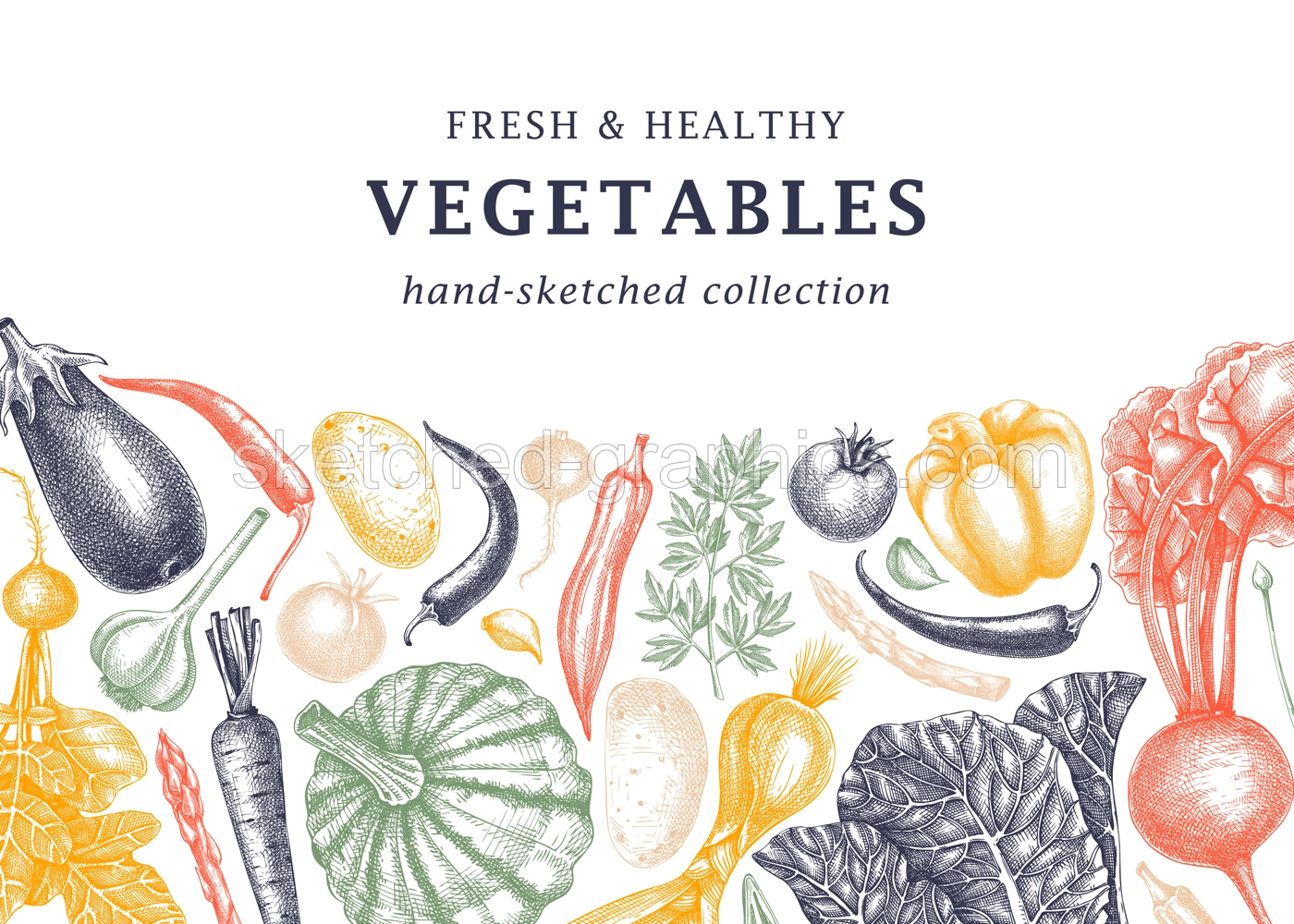 Hand-sketched vegetables design. Hand-drawn tomatoes, squashes, peppers, potatoes, asparagus and other vegetables. Healthy food banner for menu, restaurant, packaging, labels. Botanical illustration  Illustration